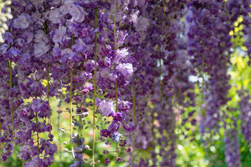 Obraz premium Delicate purple wysteria flowers nature background