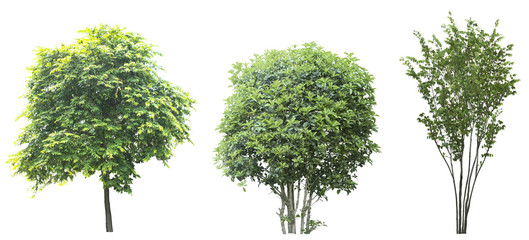 Fototapeta premium Set of trees isolated on white background