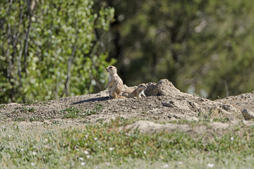 Prairie Dogs on the Lookout