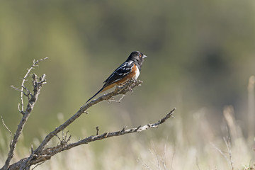 Spotted Towhee in the Badlands