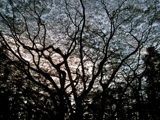 Tree branch silhouette at sunset