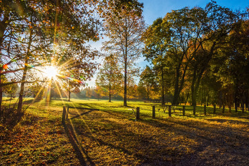 Morning Sunlight In Park