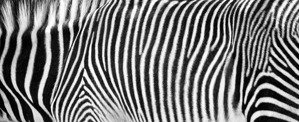 Fototapete Zebra-Print Schwarz-Weiß-horizontaler Zuschnitt © adogslifephoto