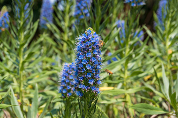 Bees pollinating exotic blue flowers on flowerbed in the garden