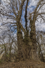 Obraz premium Big tree near confluence of Dunaj and Morava rivers