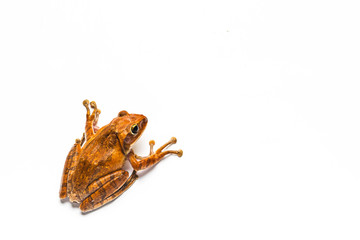frog isolated on white background