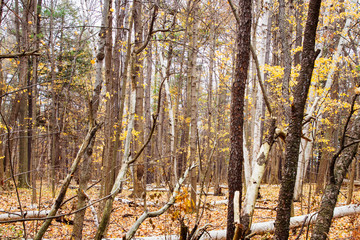 Mostly empty trees stretch up as the forest floor is covered in orange leaves