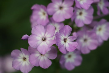 Purple and white periwinkle flowers