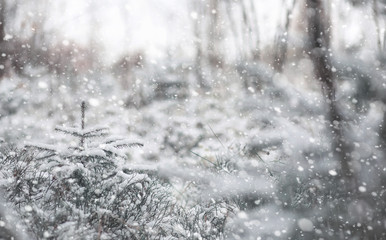 Winter forest. Landscape of winter forest on a sunny day. Snow-c