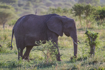 ELEPHANTS