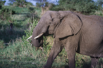 Fototapeta na wymiar ELEPHANTS