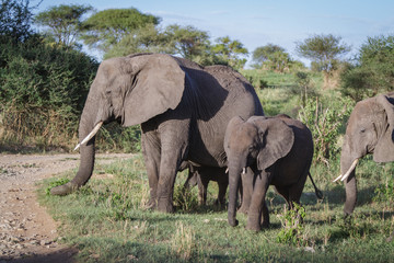 Fototapeta na wymiar ELEPHANTS