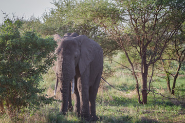 Obraz premium ELEPHANTS