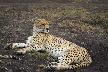 Cheetah