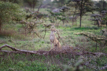 Cheetah