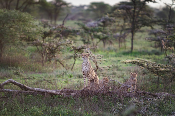 Cheetah