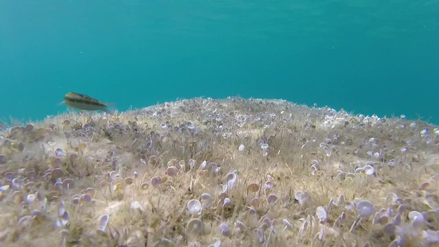 Mediterranean rainbow wrasse swimming over seaweed in a crystalline sea water