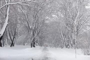 Snow-covered winter park and benches. Park and pier for feeding 