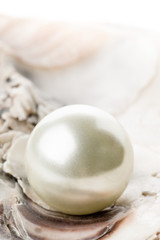 Fototapeta na wymiar Single pearl in oyster sea shell close up