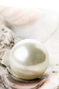 Single Pearl In Oyster Sea Shell Close Up