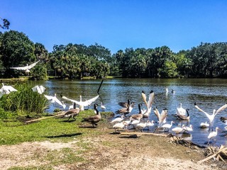 flying white birds and oak trees in the swamp