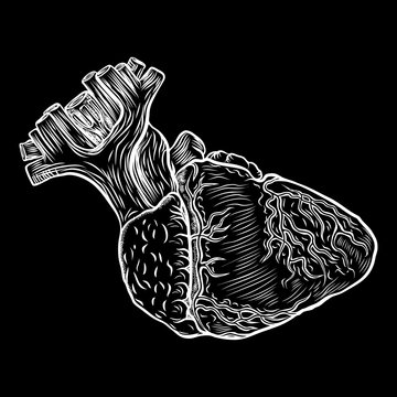 Anatomical heart. Hand drawn flash tattoo concept of anatomy heart. Valentine's day card design element. Vector.