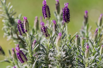 Lavender bunch