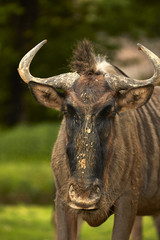 Gnu