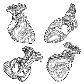 Set of Human hearts anatomy. Hand drawn illustration in vintage style. Design for flesh tattoo concept. Vector.