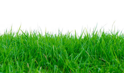 Green grass on a white background