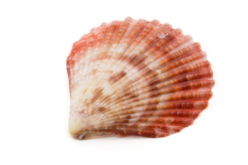 shell on white background, clipping part