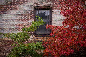 Fototapeta na wymiar Brick Window green and red tree wall
