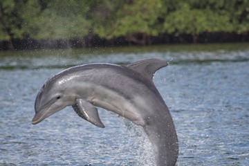 Jumping dolphin © Jennifer