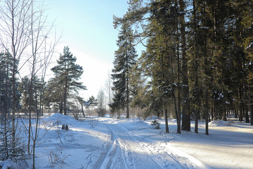 Winter forest covered with snow