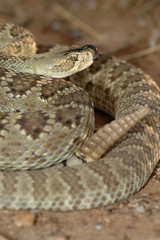 Obraz premium Crotalus scutulatus