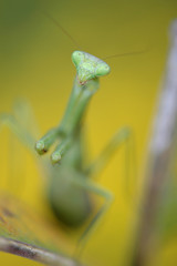 Mantodea