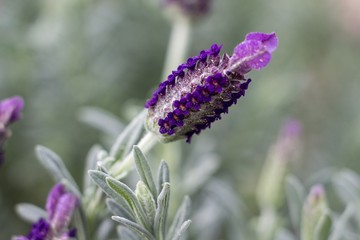Lavendar stem