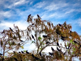 birds perched in the branches of a tree