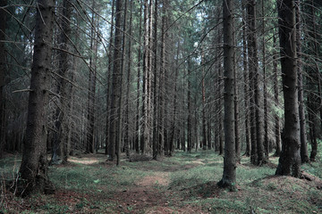 Pine forest. Depths of a forest. Journey through forest paths. T