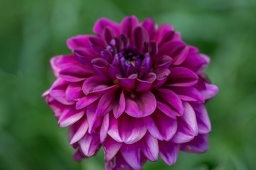 Dahlia