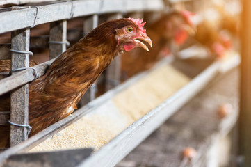 Hens and Eggs Chickens in farm.
