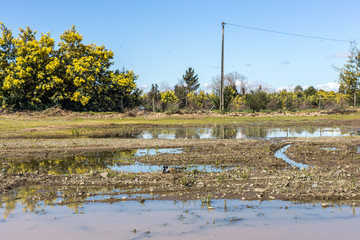 Killdeer mother sitting on hidden chicks against a rocky background