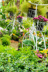 In cozy home garden./ Vintage white bike planter in cozy home flowers garden on summer. 