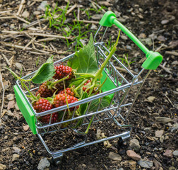 Unreifes Obst