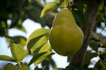 close up of a pear hanging in a tree