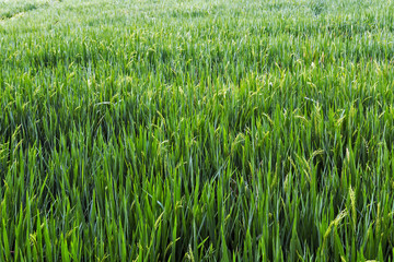 Green agricultural land Rice fields, terraces, plantation, farm.