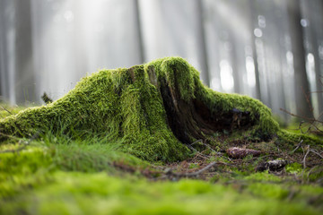 green stump