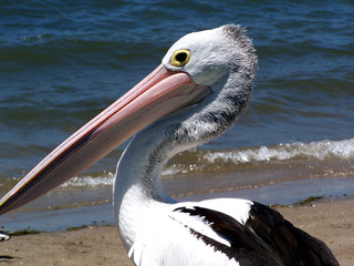 Pelican stares