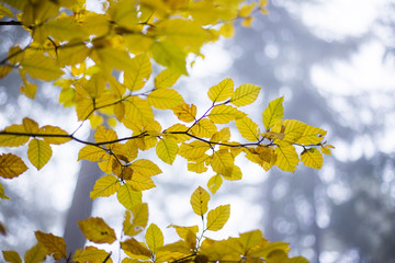 Fototapeta premium foggy autumn