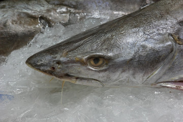 Shark head on ice in thailand fish market
